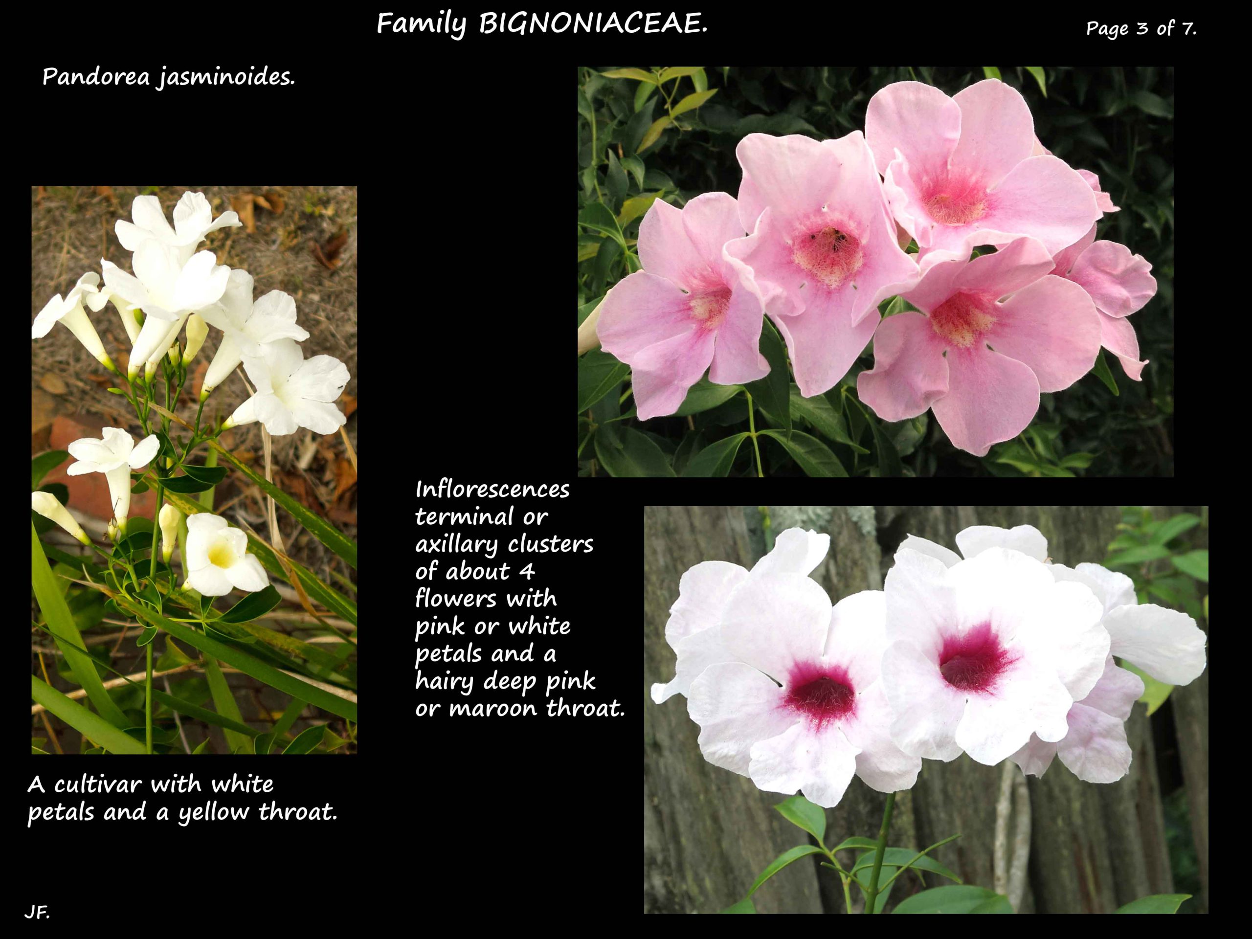 3 Pandorea jasminoides flowers